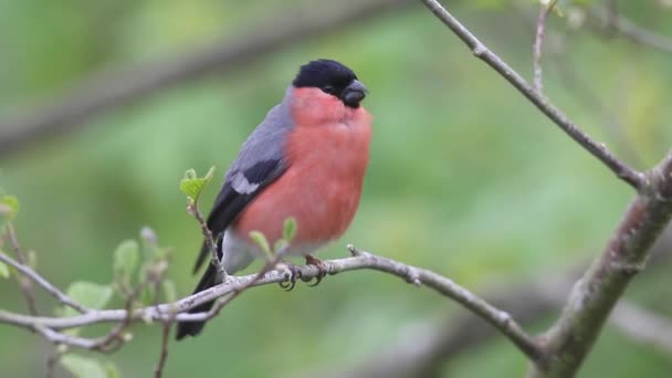 Bullfinch Pyrrhula Pyrrhula Macho Solteiro Filial Warwickshire Maio 2016 — Vídeo de Stock