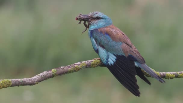 European Roller Coracias Garrulus Single Bird Branch Hungary July 2018 — Stock Video