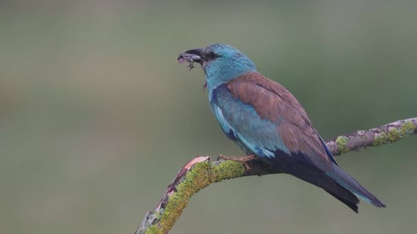 欧洲滚筒 Coracias Garrulus 单鸟在分支 匈牙利 2018年7月 — 图库视频影像