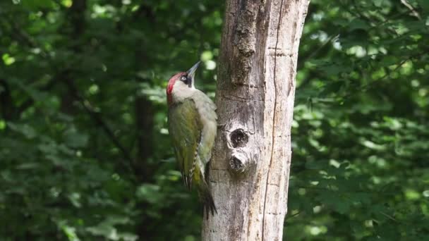 Pic Vert Picus Viridis Seul Oiseau Sur La Branche Hongrie Juillet 2018