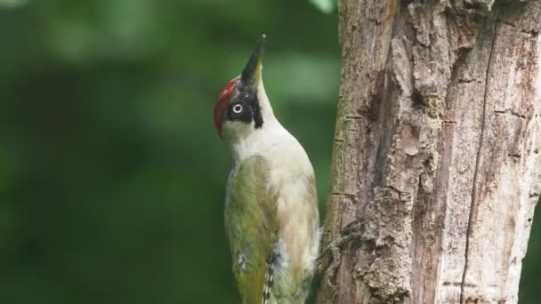 Pájaro Carpintero Verde Picus Viridis Pájaro Soltero Rama Hungría Julio — Vídeos de Stock
