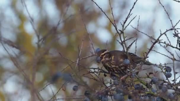 Szőlőrigó Turdus Iliacus Egyetlen Madár Eszik Kökény Bogyók Warwickshire — Stock videók