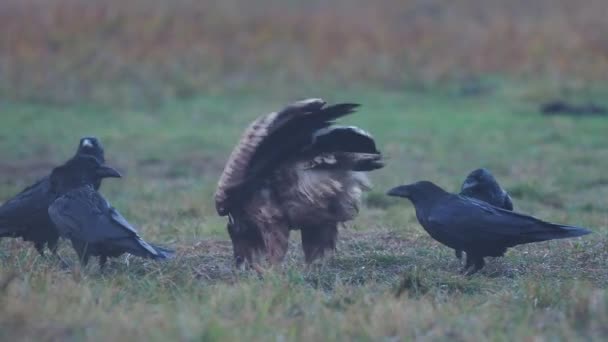 Kuyruklu Deniz Kartal Haliaeetus Albicilla Kuşlar Polonya Ekim 2017 — Stok video