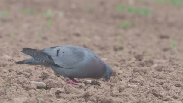 Pomba Columba Oenas Ave Solteira Chão Warwickshire Julho 2018 — Vídeo de Stock