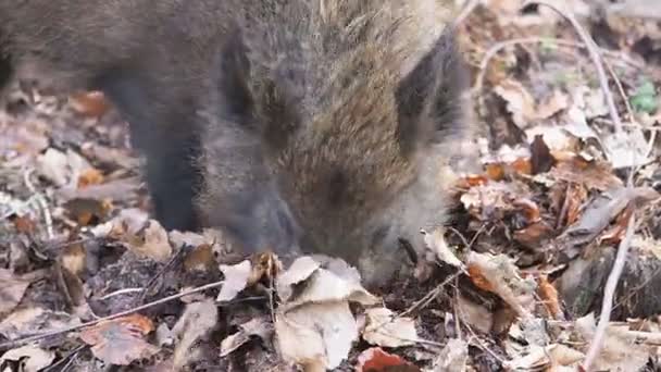 Wild Boar Sus Scrofa Single Animal Forest Dean Gloucestershire February — Stock Video