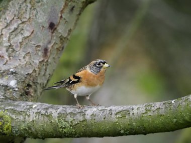 Dağ İspinozu, ispinoz montifringilla, şube, Warwickshire, Kasım 2018 üzerinde tek erkek