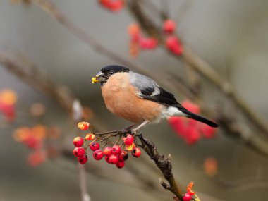 Kuzey şakrak kuşu, Pyrrhula pyrrhula, çilek, Warwickshire, Kasım 2018 üzerinde tek erkek
