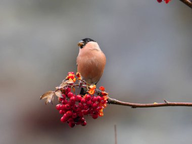 Kuzey şakrak kuşu, Pyrrhula pyrrhula, çilek, Warwickshire, Kasım 2018 üzerinde tek erkek