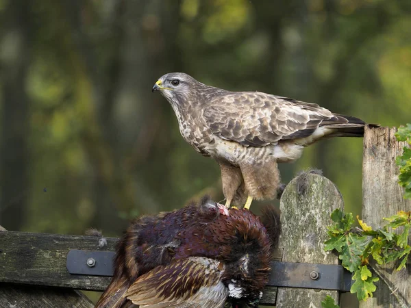 Κοινή Γερακίνα Buteo Buteo Ενιαία Πουλί Φράχτη Νεκρά Φασιανός Warwickshire — Φωτογραφία Αρχείου