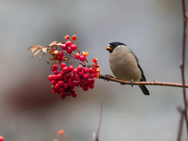 Northern Bullfinch Pyrrhula Pyrrhula Mulher Solteira Bagas Warwickshire Novembro 2018 — Fotografia de Stock