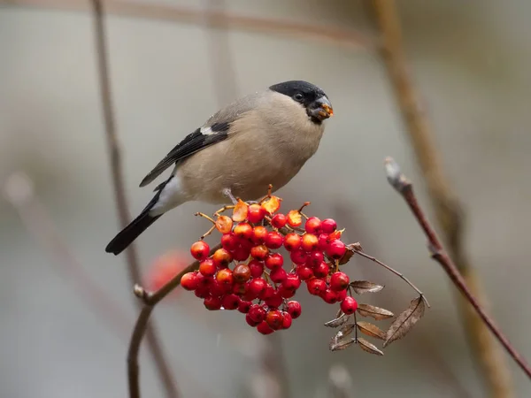 Gimpel Pyrrhula Pyrrhula Einzelnes Weibchen Auf Beeren Warwickshire November 2018 — Stockfoto