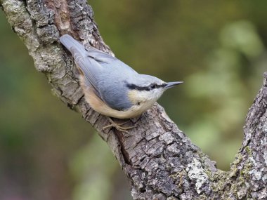 Sıvacı kuşu, Sitta europaea, şube, Warwickshire, Kasım 2018 tek kuş
