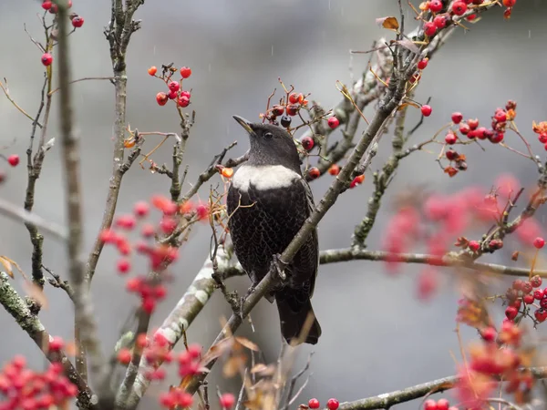 Kroužek Horský Turdus Torquatus Jediný Muž Bobule Wales Listopad 2018 — Stock fotografie