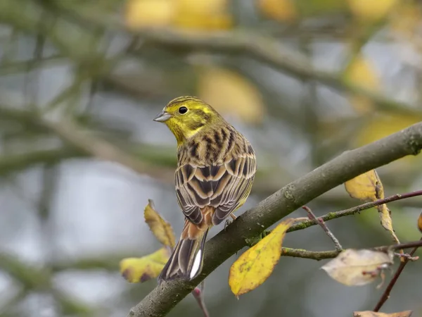 Strnad Obecný Emberiza Citrinella Jediného Ptáka Větvi Warwickshire Listopad 2018 — Stock fotografie
