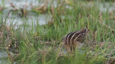 Ortak su çulluğu, Gallinago gallinago, su, Macaristan, Eylül 2018 tek kuş