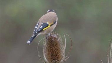 Saka kuşu, Carduelis carduelis, teasel, Warwickshire, Ekim 2018 tek kuş