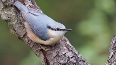 Sıvacı kuşu, Sitta europaea, şube, Warwickshire, Kasım 2018 tek kuş