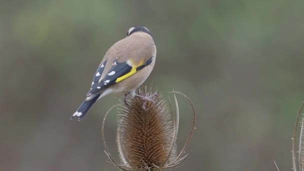 Saka Kuşu Carduelis Carduelis Teasel Warwickshire Ekim 2018 Tek Kuş — Stok video