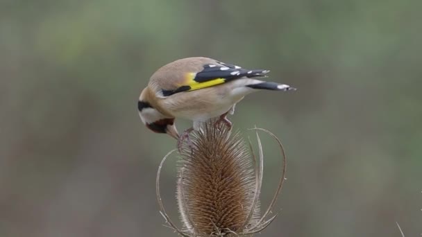Goldfinch Самка Самка Птахів Одного Teasel Ворікшир Жовтень 2018 — стокове відео