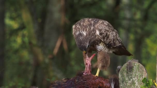 Poiana Comune Buteo Buteo Uccello Single Sulla Recinzione Con Fagiano — Video Stock