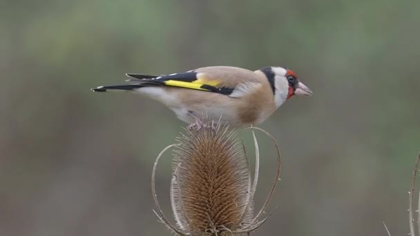 Goldfinch Carduelis Carduelis Single Bird Teasel Warwickshire Octubre 2018 — Vídeos de Stock