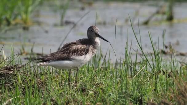 Greenshank Туманность Тринга Одинокая Птица Воде Венгрия Сентябрь 2018 — стоковое видео