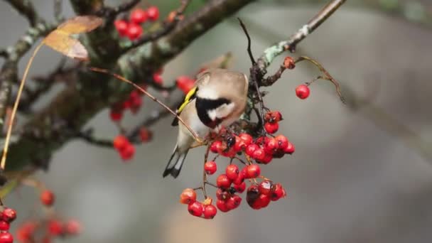 Goldfinch Carduelis Carduelis Single Bird Berries Warwickshire March 2013 — стоковое видео