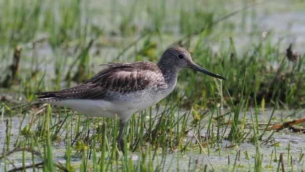 Groenpootruiter Tringa Nebularia Één Vogel Water Hongarije September 2018 — Stockvideo