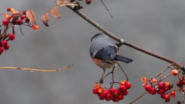 Északi Süvöltő Pyrrhula Pyrrhula Egyetlen Férfi Bogyók Warwickshire November 2018 — Stock videók