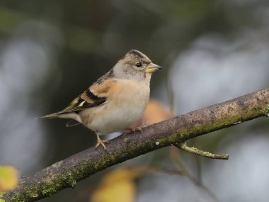 Dağ İspinozu, ispinoz montifringilla, şube, Warwickshire, Kasım 2018 tek kadın
