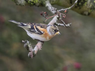 Dağ İspinozu, ispinoz montifringilla, şube, Warwickshire, Kasım 2018 üzerinde tek erkek