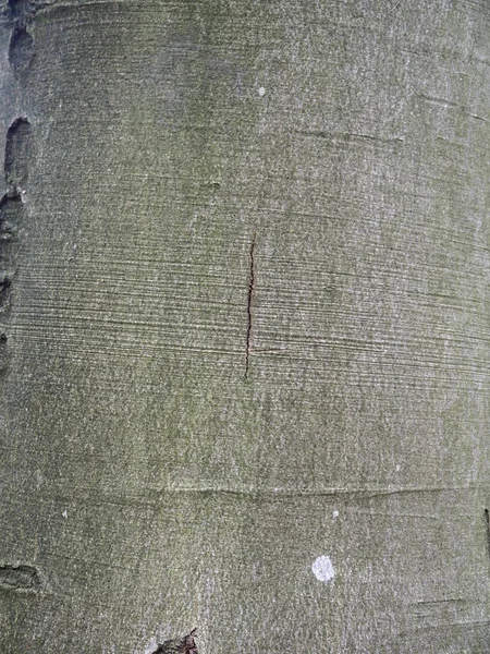 一般的なブナの木 セイヨウブナ クローズ アップの樹皮 ウォリックシャー 2018 — ストック写真