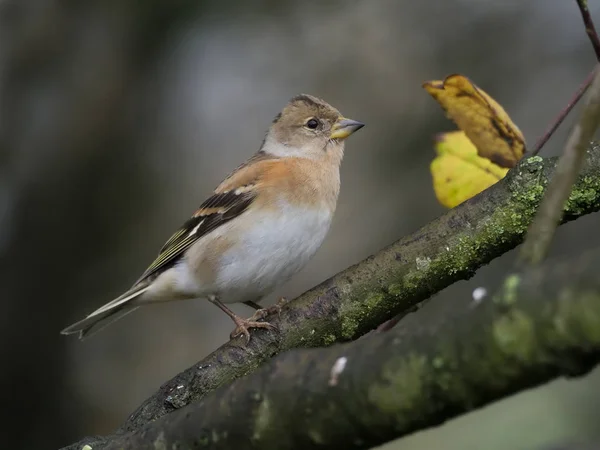 Brambling Fringilla Montifringilla Singola Femmina Ramo Warwickshire Novembre 2018 — Foto Stock