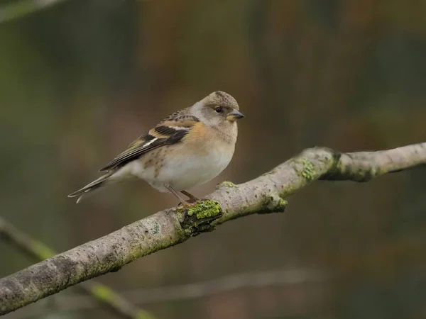 Dağ Spinozu Ispinoz Montifringilla Şube Warwickshire Kasım 2018 Tek Kadın — Stok fotoğraf