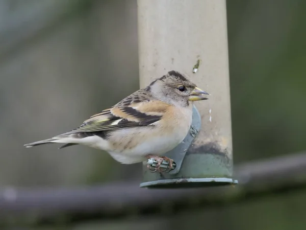 Brambling Fringilla Montifringilla Único Macho Alimentador Warwickshire Novembro 2018 — Fotografia de Stock