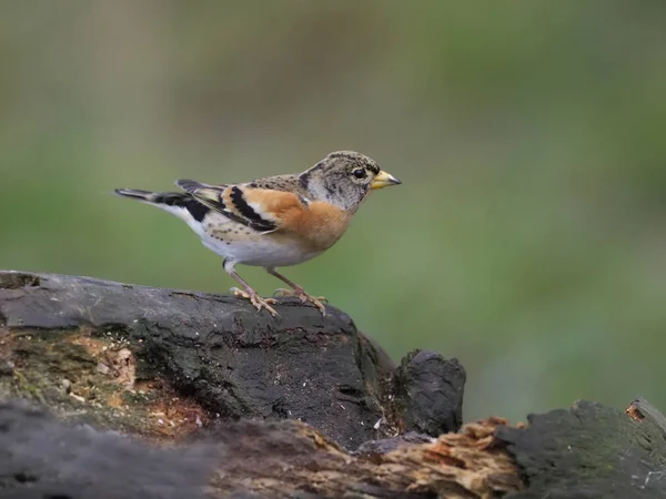 Brambling Fringilla Montifringilla Singolo Maschio Ramo Warwickshire Novembre 2018 — Foto Stock