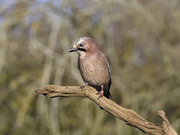 Eurasian Jay Garrulus Glandarius Single Bird Branch Warwickshire Novembro 2018 — Fotografia de Stock