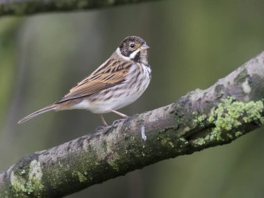 Reed kiraz kuşu, Emberiza schoeniclus, şube, Warwickshire, Kasım 2018 üzerinde tek erkek