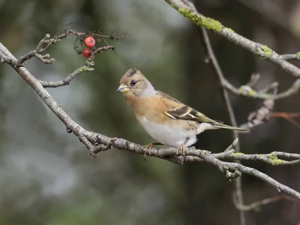 Brambling Fringilla Montifringilla Femme Célibataire Sur Branche Warwickshire Novembre 2018 — Photo