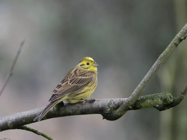 Strnad Obecný Emberiza Citrinella Jedné Samici Větvi Warwickshire Listopad 2018 — Stock fotografie