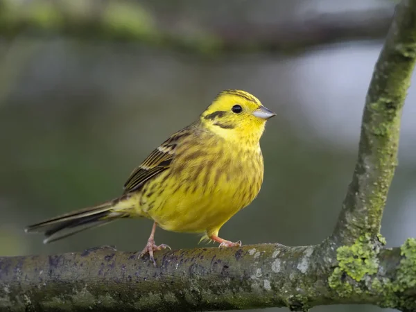 Geelgors Emberiza Citrinella Één Mannetje Tak Warwickshire November 2018 — Stockfoto