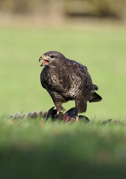 Káně Lesní Buteo Buteo Jediný Pták Mrtvý Bažant Warwickshire Prosinec — Stock fotografie