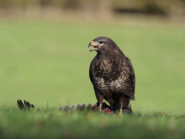 Káně Lesní Buteo Buteo Jediný Pták Mrtvý Bažant Warwickshire Prosinec — Stock fotografie