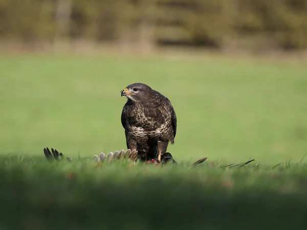 Buzzard Comum Buteo Buteo Único Pássaro Faisão Morto Warwickshire Dezembro — Fotografia de Stock