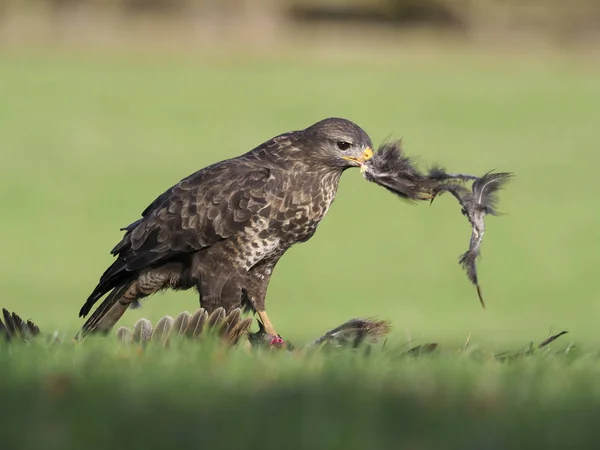 Káně Lesní Buteo Buteo Jediný Pták Mrtvý Bažant Warwickshire Prosinec — Stock fotografie