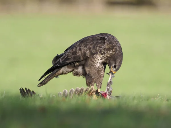 Buzzard Comum Buteo Buteo Único Pássaro Faisão Morto Warwickshire Dezembro — Fotografia de Stock