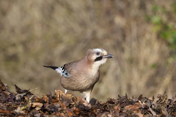 Sójka Zwyczajna Garrulus Glandarius Pojedynczy Ptak Ziemi Warwickshire Grudnia 2018 — Zdjęcie stockowe