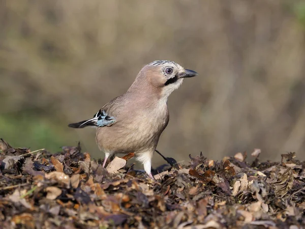 Eichelhäher Garrulus Glandarius Einzelner Vogel Boden Warwickshire Dezember 2018 — Stockfoto