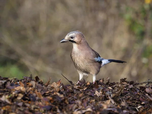 Sójka Zwyczajna Garrulus Glandarius Pojedynczy Ptak Ziemi Warwickshire Grudnia 2018 — Zdjęcie stockowe