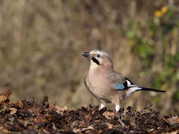 Sojka Obecná Garrulus Glandarius Jediný Pták Zem Warwickshire Prosinec 2018 — Stock fotografie